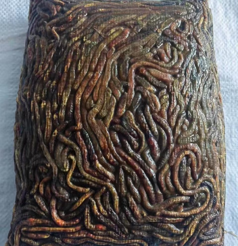 冰蚯蚓（青蚯蚓），产地直发，品质保证，现挖现发，基地养殖