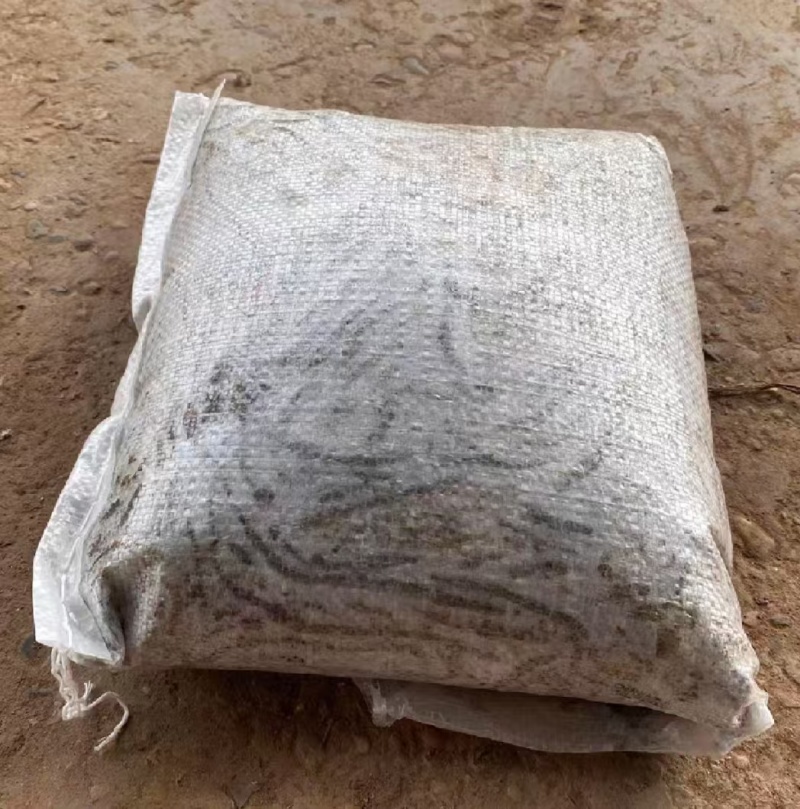 冰蚯蚓（青蚯蚓），产地直发，品质保证，现挖现发，基地养殖
