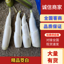 美人茭/安徽茭白/自家种植/全年有货/供应市场/商场