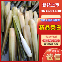 双季茭白/安徽茭白/自家种植/全年有货/供应市场/商场