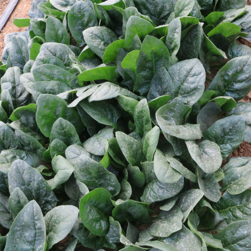 墨西科菠菜种子一代杂交耐寒抗病高产肉厚菠菜种籽春秋冬播