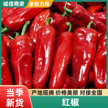 精品红椒红泡椒鲜辣椒山东产区直发保质保量供应