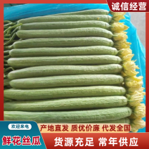 精品丝瓜大量上市山东产地直供质量上乘对接全国商超