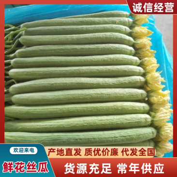 精品丝瓜大量上市山东产地直供质量上乘对接全国商超