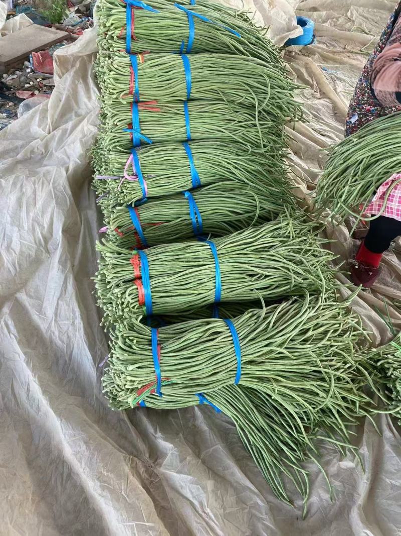豆角山东莘县长豆角产地直发，大量供应，量大从优一手货源