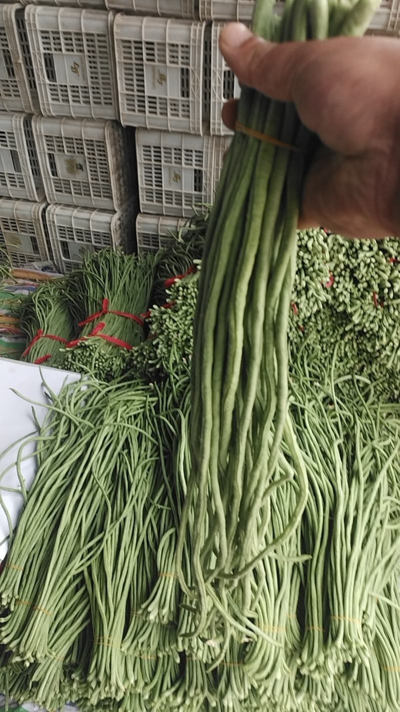 豆角山东莘县长豆角产地直发，大量供应，量大从优一手货源