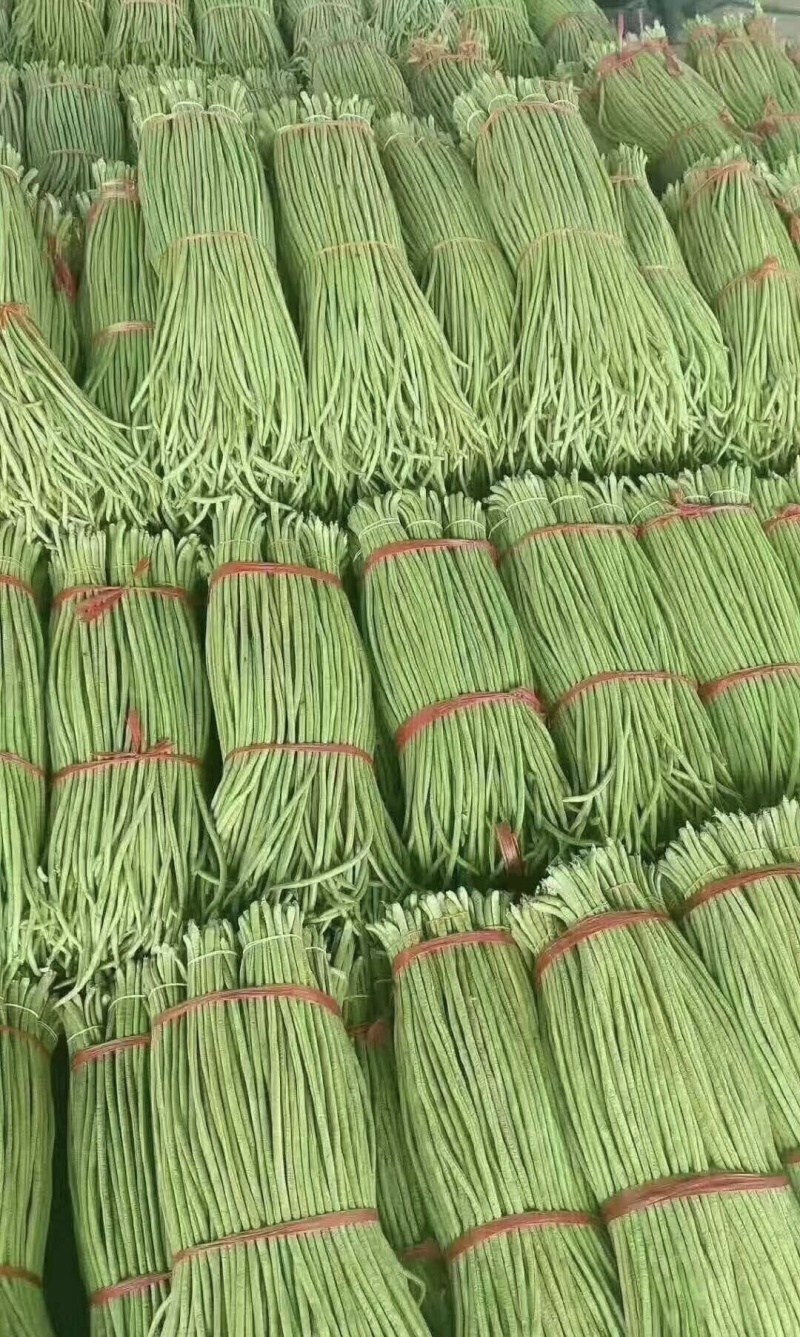 豆角山东莘县长豆角产地直发，大量供应，量大从优一手货源