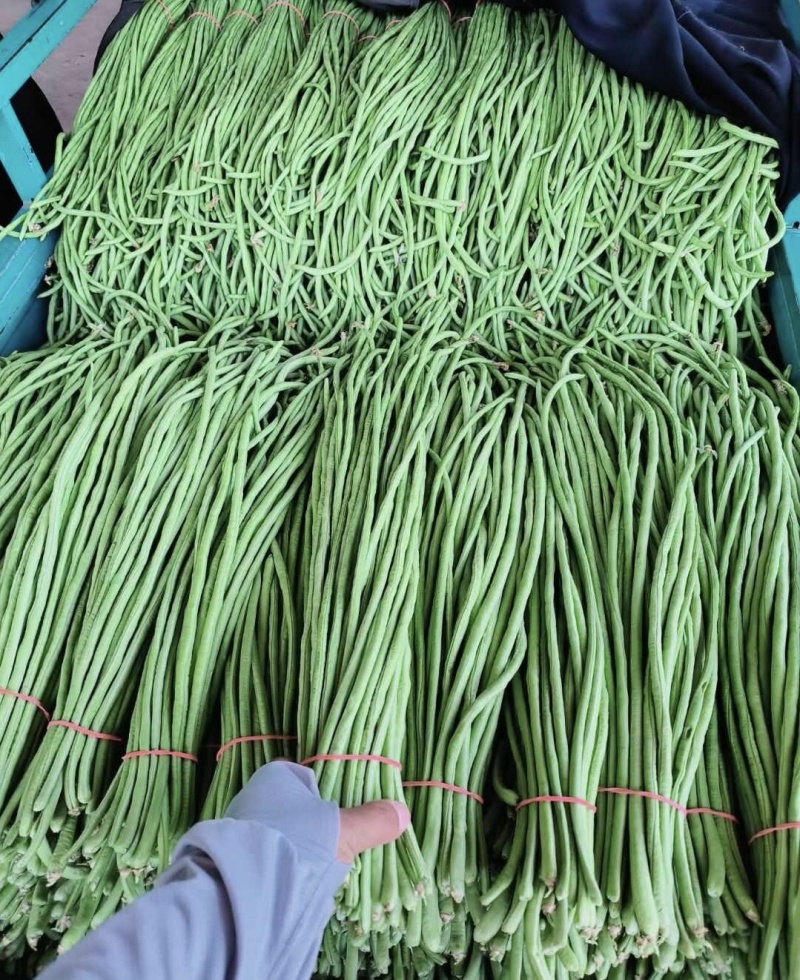 山东莘县长豆角大量上市，长度够品质保证值得信赖，大量供应