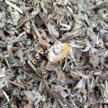 中药材败酱草新货野生败酱草干净无杂质规格齐全