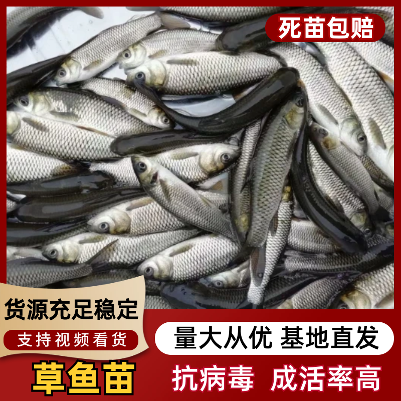 抗病毒草鱼苗，成品草鱼，各种鱼苗成品鱼淡水养殖