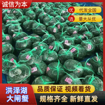 【推荐】现货2026年江苏六月黄大闸蟹鲜活,满黄全国发货