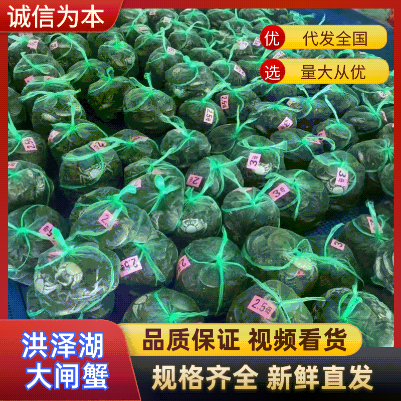 【推荐】现货2026年江苏六月黄大闸蟹鲜活，满黄全国发货