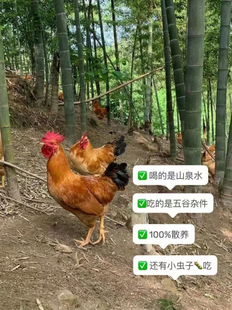 大公鸡，自家养殖散养，诚信经营，量大从优致电联系