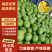 特小凤西瓜吉林特小凤西瓜包熟包甜基地直发供应全国市场