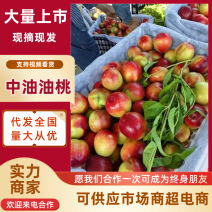 湖北油桃黄心油桃口感脆甜品质保障对接电商市场社区团购