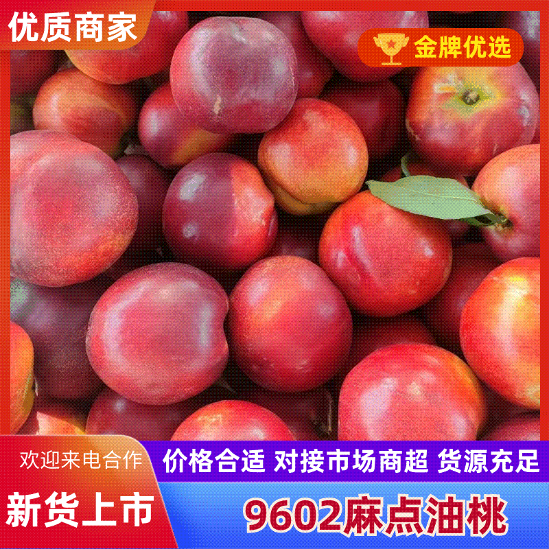 山东精品油桃大量上市销售，价格便宜，口感好，可代发