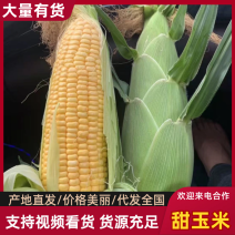 广东玉米/甜玉米-产地货源充足，诚信经营，欢迎看货
