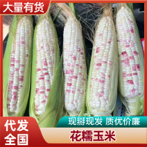 广东湛江玉米/花糯玉米-产地货源充足，发全国欢迎看货