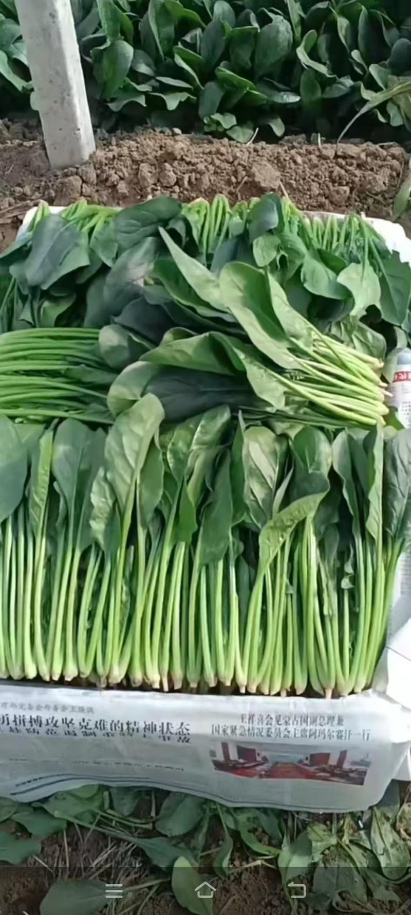 内蒙小叶菠菜/大小叶各种规格都有，产地大量上货