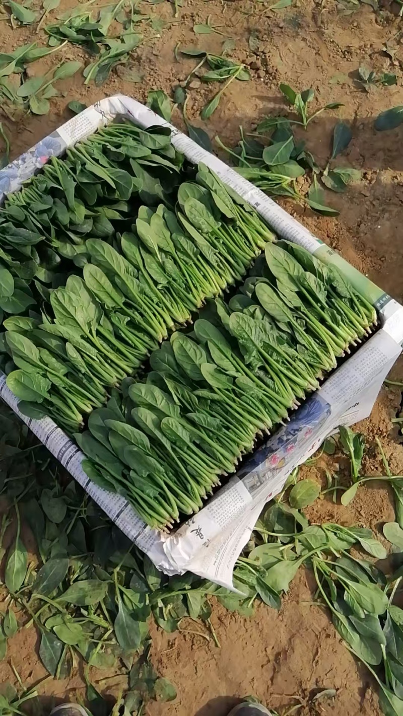 内蒙小叶菠菜/大小叶各种规格都有，产地大量上货