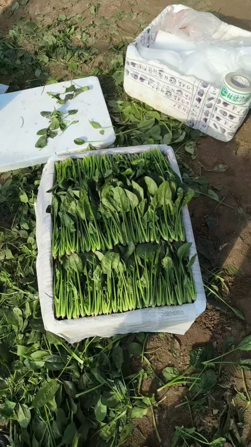 内蒙小叶菠菜/大小叶各种规格都有，产地大量上货