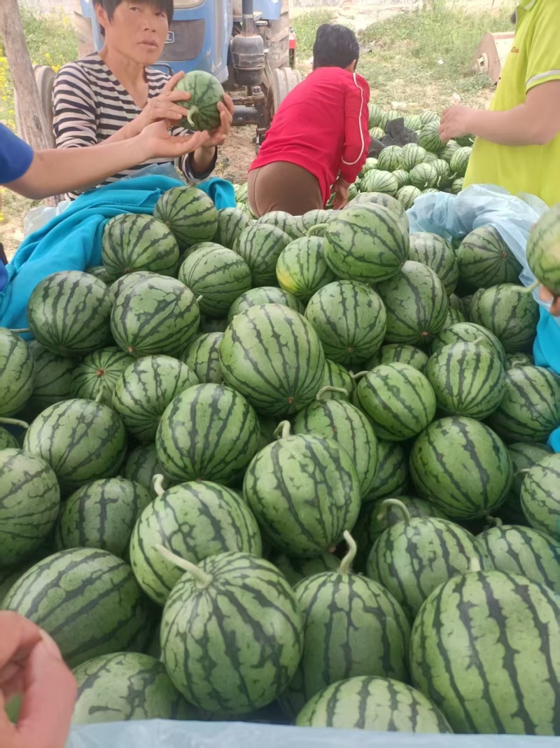 砀山小糖丸，全国发货货源充足产地直供欢迎致电