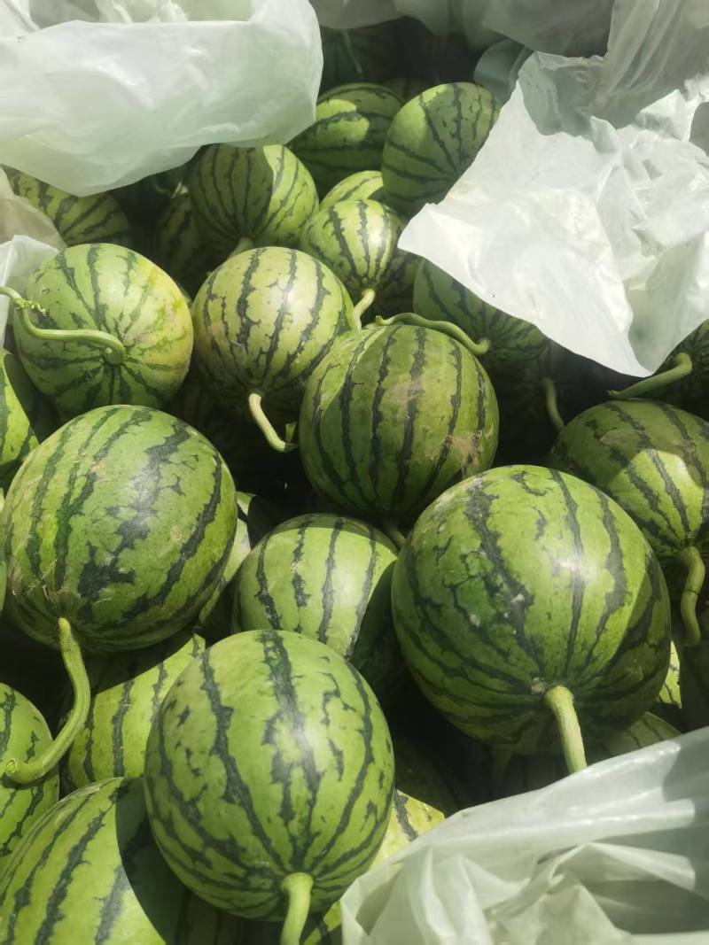 砀山小糖丸，全国发货货源充足产地直供欢迎致电