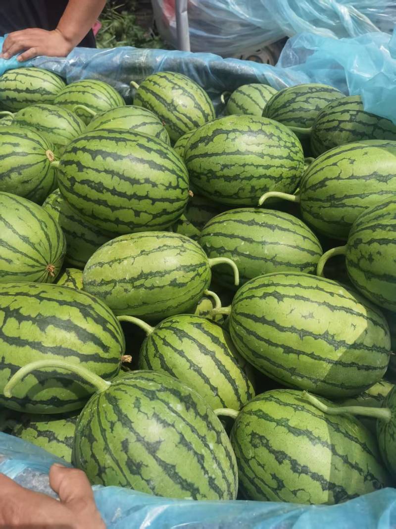 砀山小糖丸，全国发货货源充足产地直供欢迎致电
