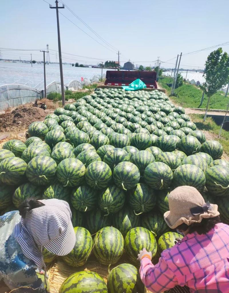 河北滦南甜王西瓜大量供应，一手货源，可对接电商商超等