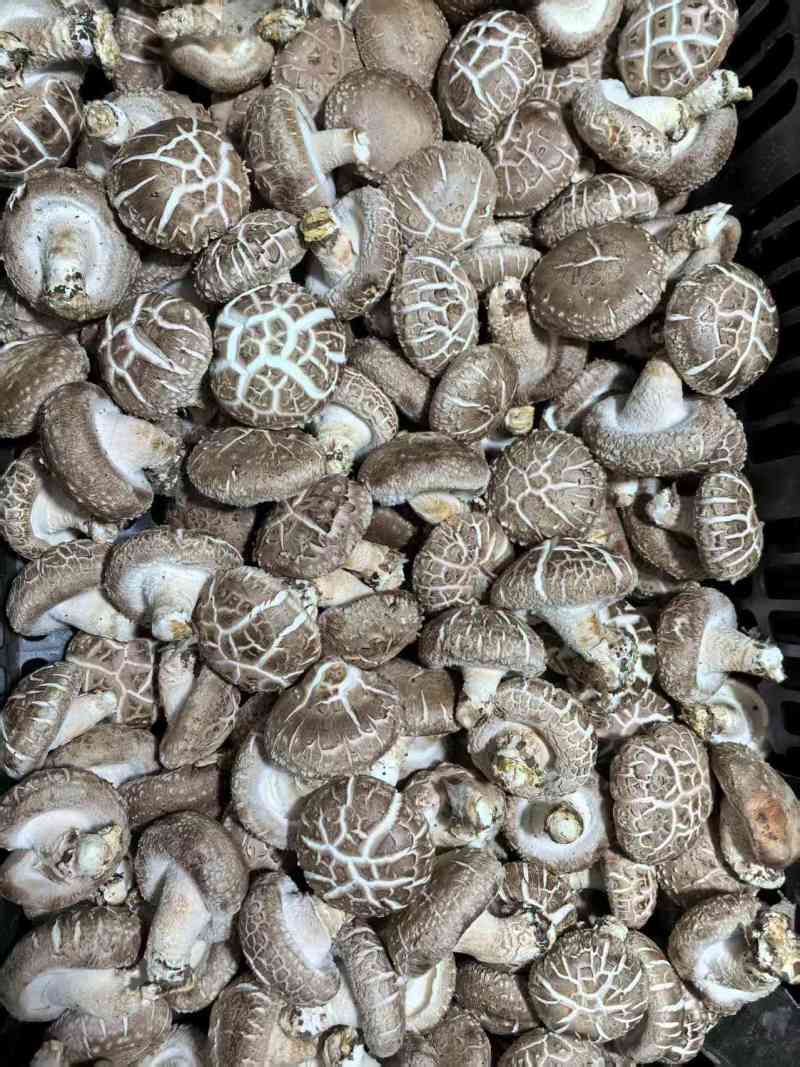 鲜香菇产地货源充足规格齐全保质保量全国发货