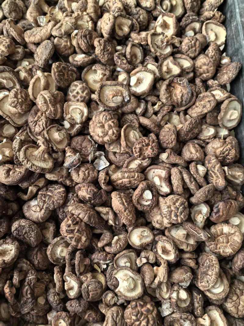 鲜香菇产地货源充足规格齐全保质保量全国发货