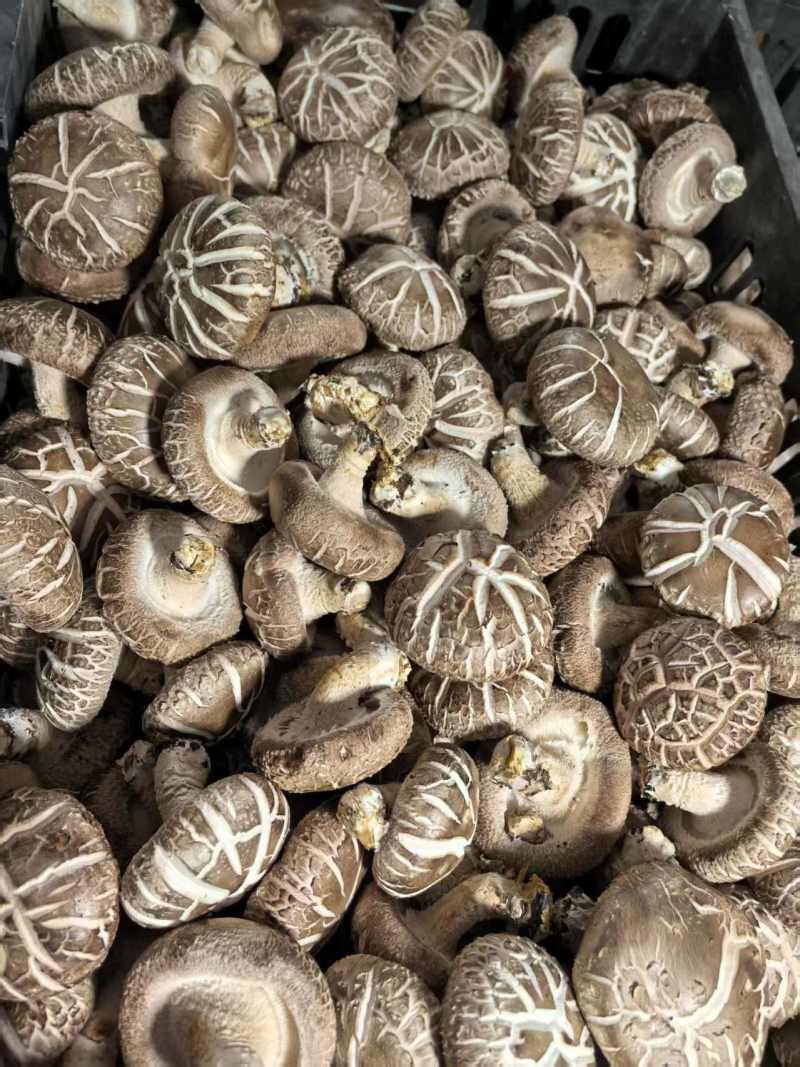 鲜香菇产地货源充足规格齐全保质保量全国发货
