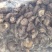 鲜香菇产地货源充足规格齐全保质保量全国发货