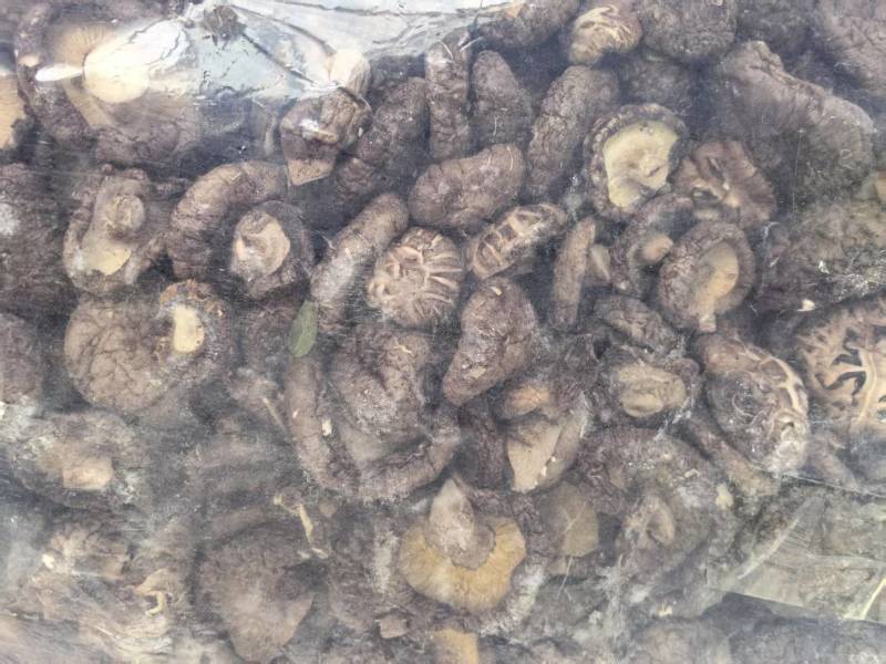 鲜香菇产地货源充足规格齐全保质保量全国发货