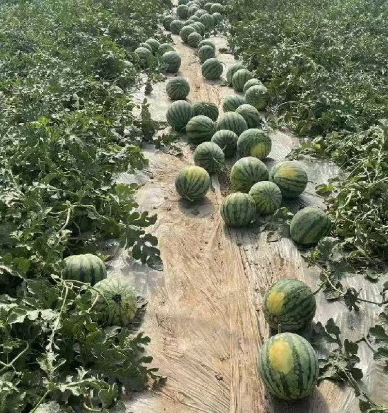 美都西瓜基地直销保质保量价格优惠欢迎各大老板采购