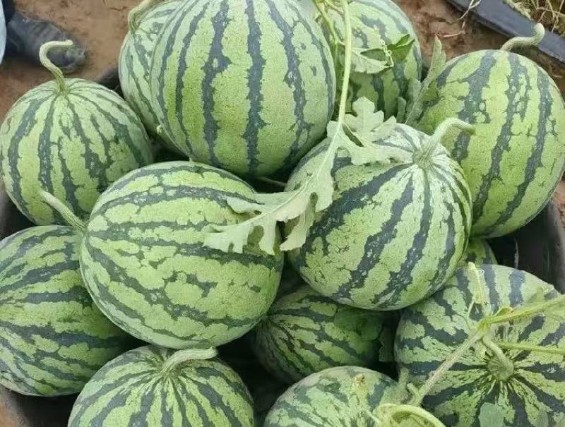 美都西瓜基地直销保质保量价格优惠欢迎各大老板采购