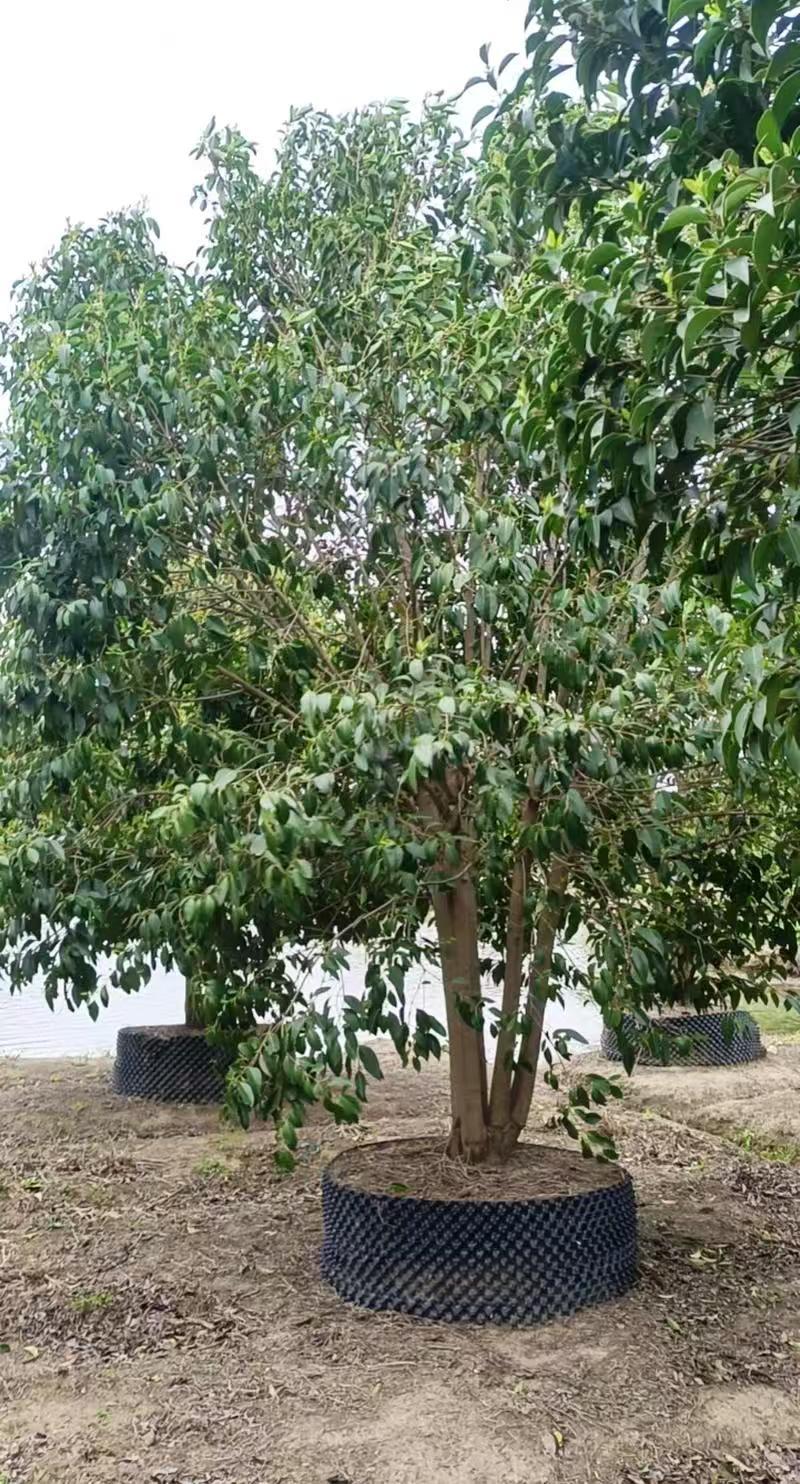 丛生大叶女贞树