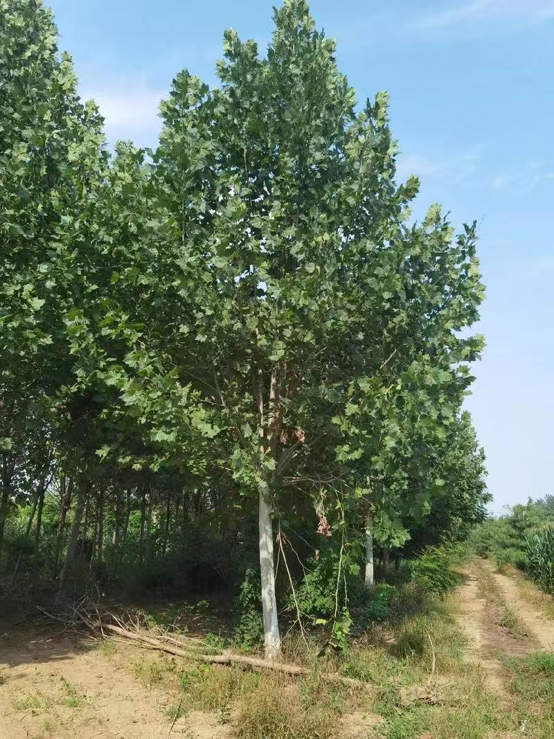 法桐法国梧桐