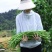 晓富宝2号豇豆种子翠绿荚厚肉长豆角种子抗病耐高温高湿