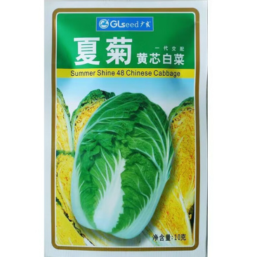 夏菊黄芯白菜种子早熟娃娃菜品种抗病结球紧实