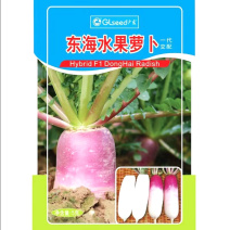 东海水果萝卜种子圆柱形肩部紫红色收尾好肉质雪白