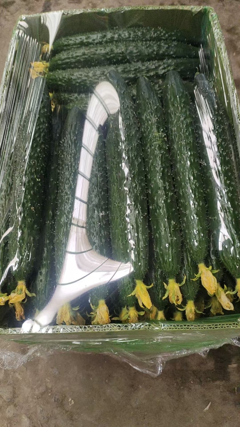 辽宁精品新货水黄瓜密刺黄瓜新鲜供应一手货源价格优惠致电