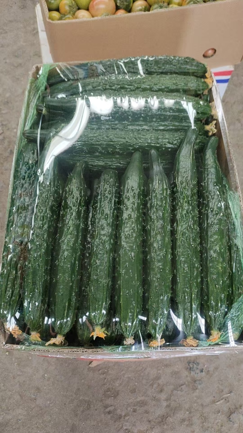 辽宁精品新货水黄瓜密刺黄瓜新鲜供应一手货源价格优惠致电