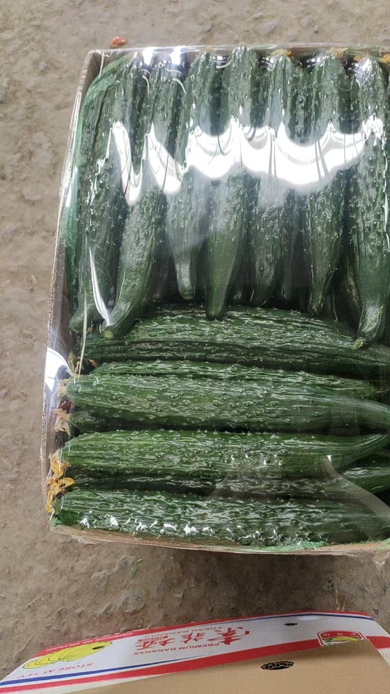 辽宁精品新货水黄瓜密刺黄瓜新鲜供应一手货源价格优惠致电