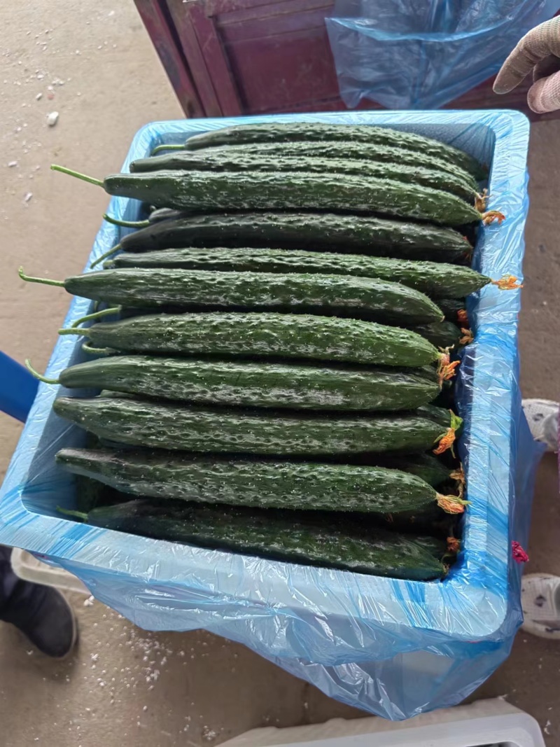 辽宁精品新货水黄瓜密刺黄瓜新鲜供应一手货源价格优惠致电