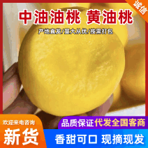 辽南中油4号/黄油桃/辽宁黄油桃/精品黄油桃/脆甜多汁
