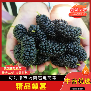 桑葚河北鲜桑葚基地大量供应用于酒厂果汁厂速冻果