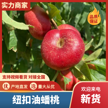 纽扣油蟠桃陕西油蟠桃大量供应品质保证全国发货