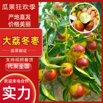 冬枣陕西大荔冬枣脆甜多汁现摘现发商超品质供应全国市场