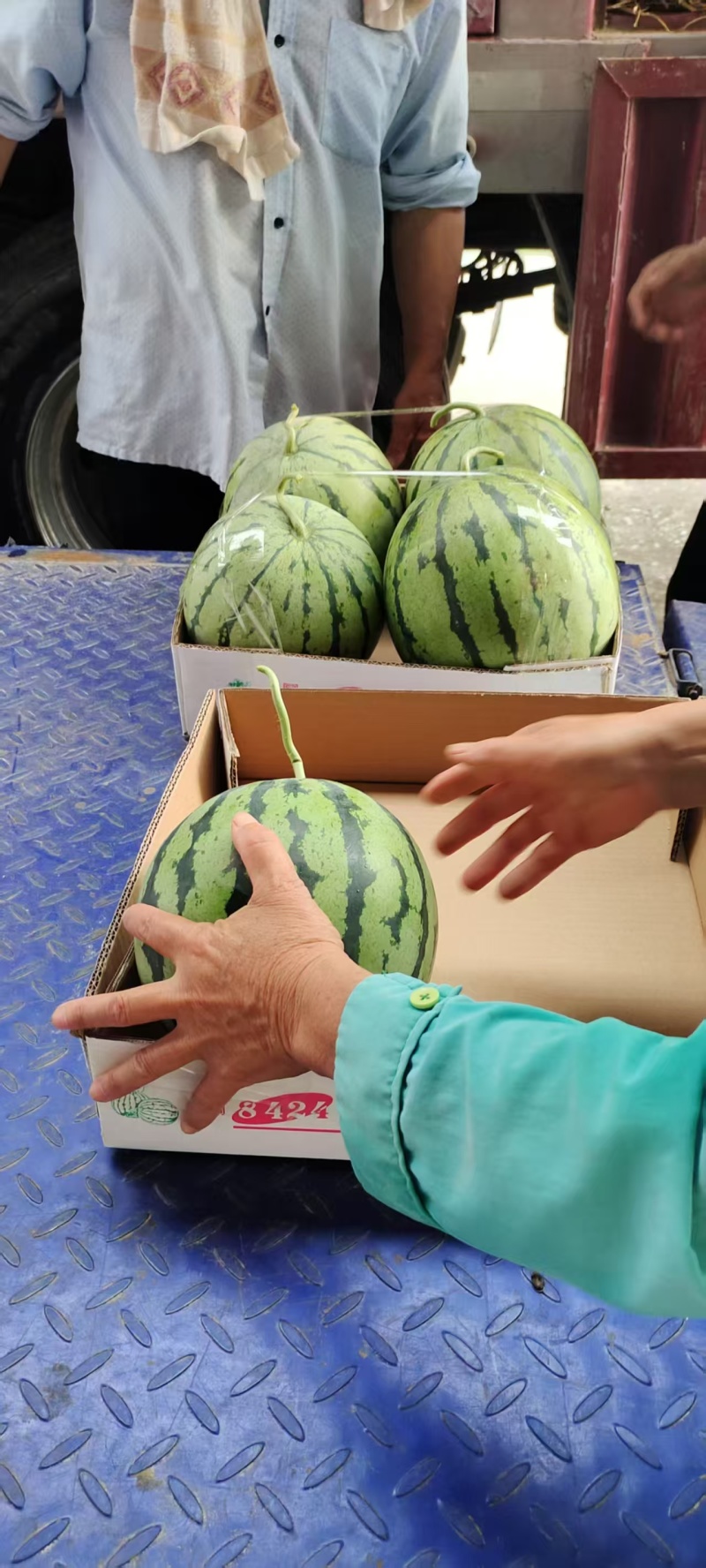 湖北黑皮无籽西瓜，8424西瓜湖北西瓜口感甜个头大
